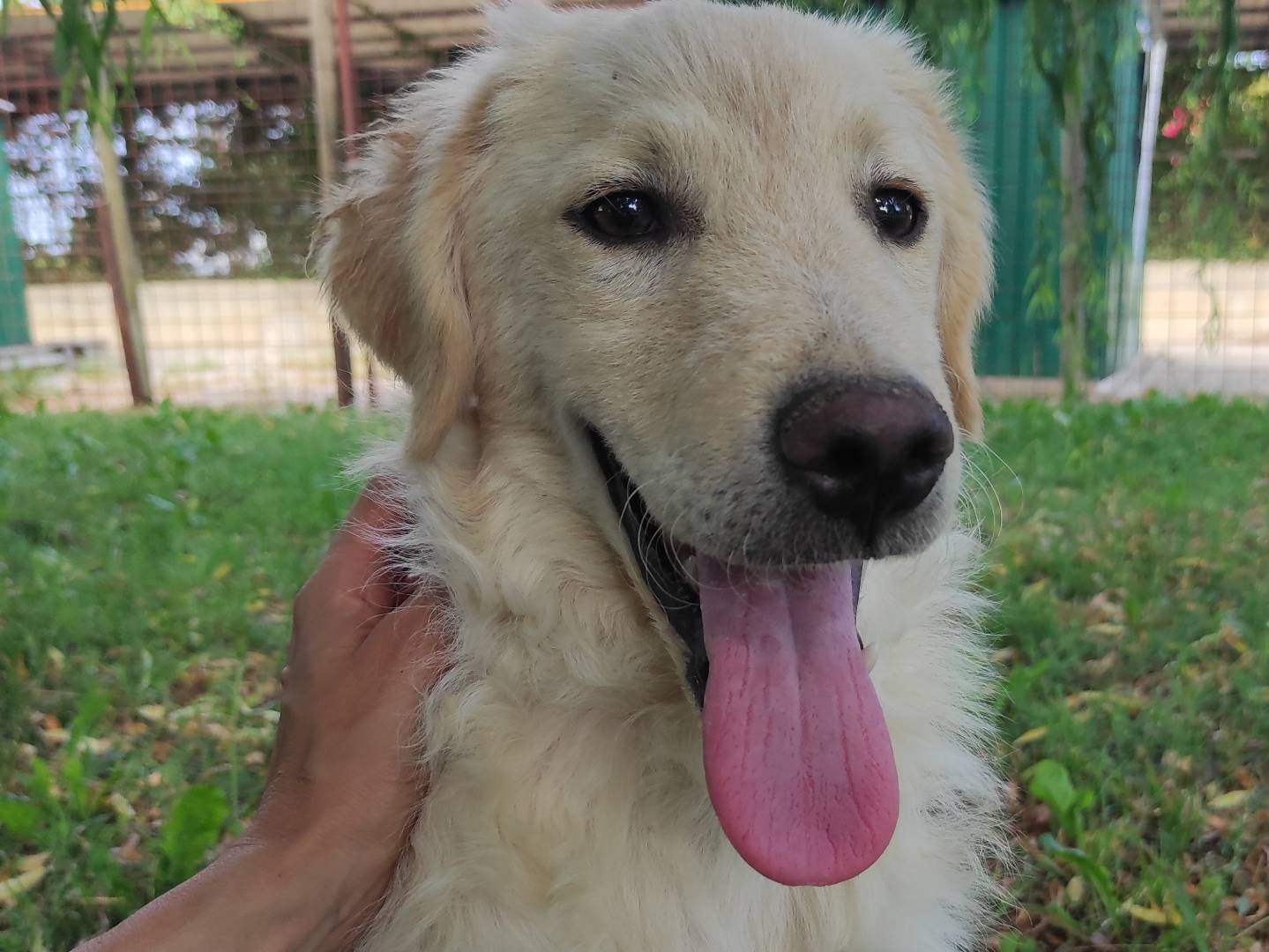 Adozione cane, maschio, Golden Retriever Razza sconosciuta, 5 mesi, taglia media, Treviso