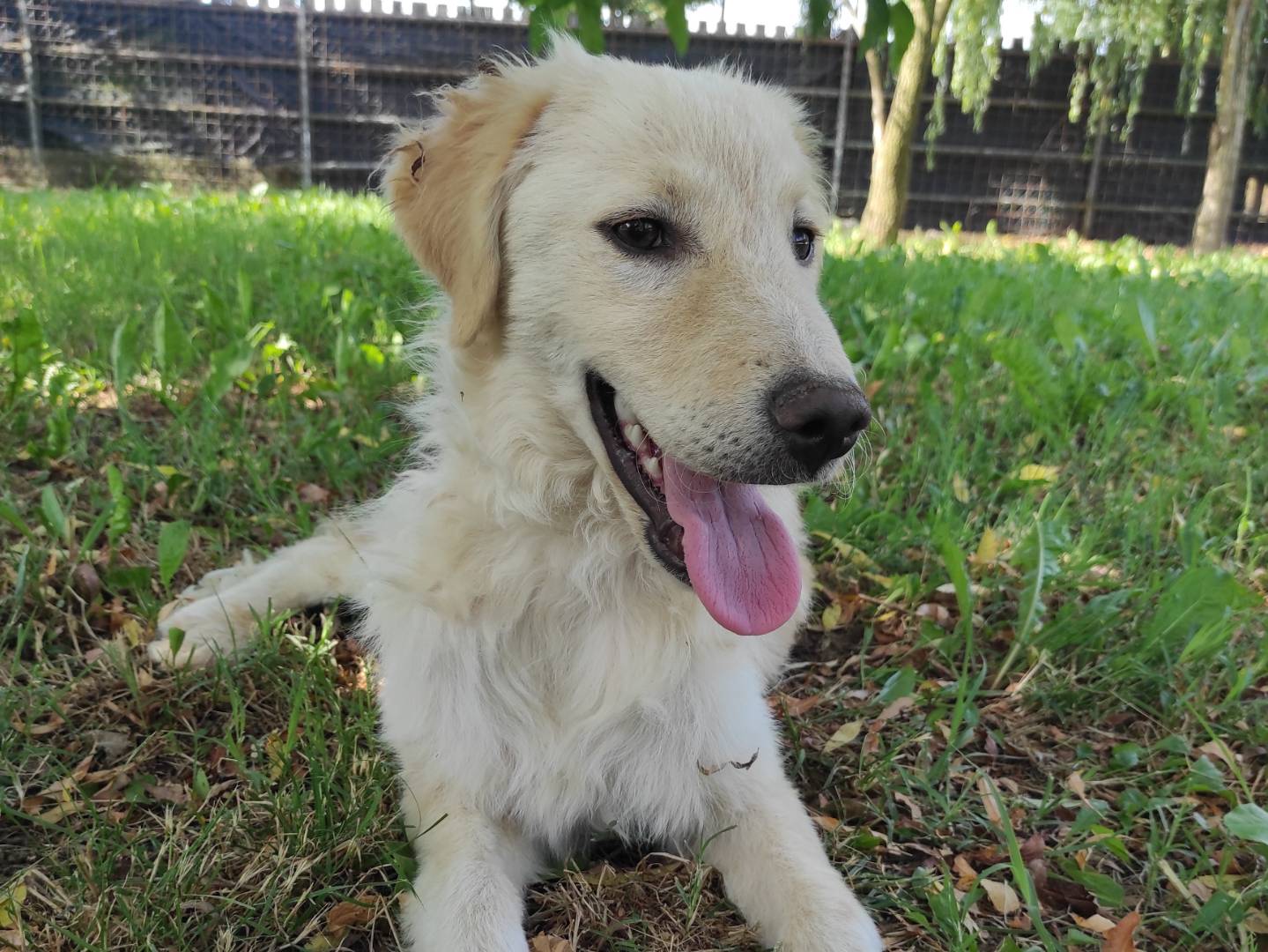 Adotta un cane, maschio, 5 mesi, Treviso