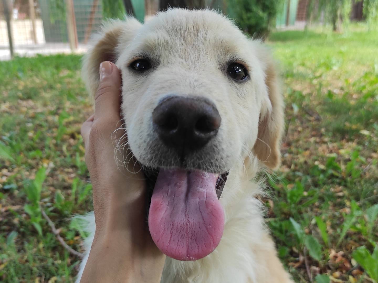 Adotta un cane, taglia media, maschio, Treviso