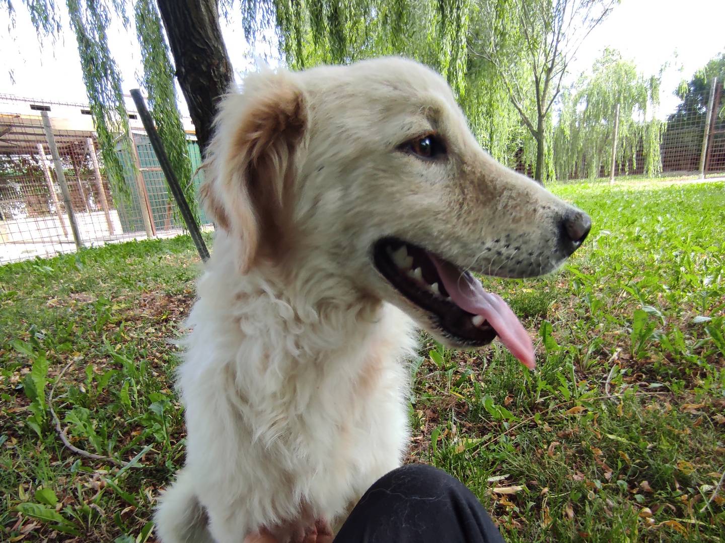 Vuoi adottare un cane a Treviso?