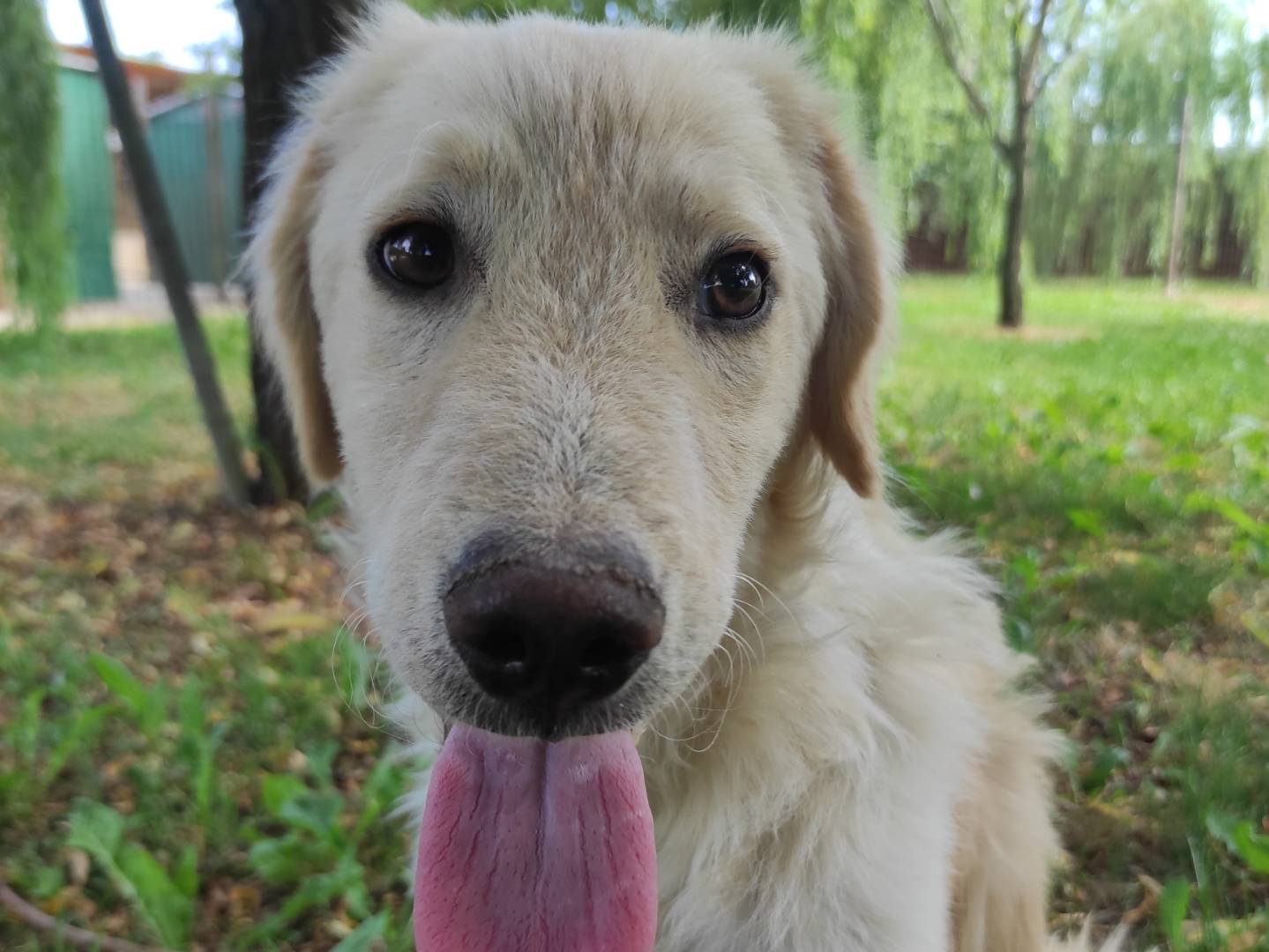 Adotta il cane Cesare a Treviso