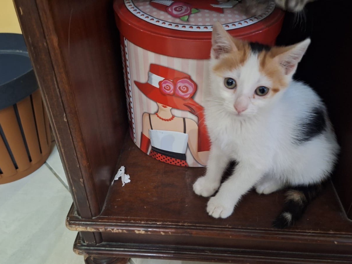 Adozione gatto, femmina, Razza sconosciuta Razza sconosciuta, 2 mesi, taglia non valida, Vibo
