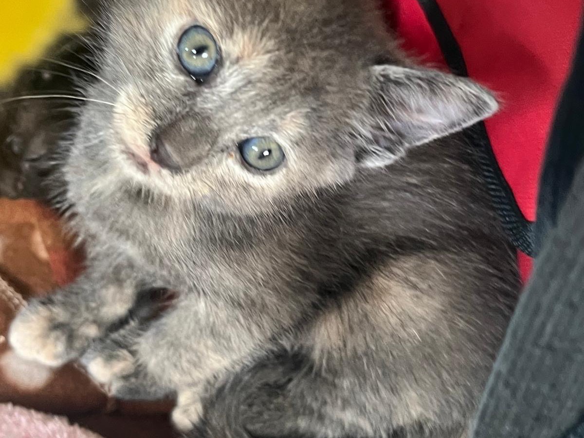 Adozione gatto, femmina, Razza sconosciuta Razza sconosciuta, 2 mesi, taglia non valida, Vibo