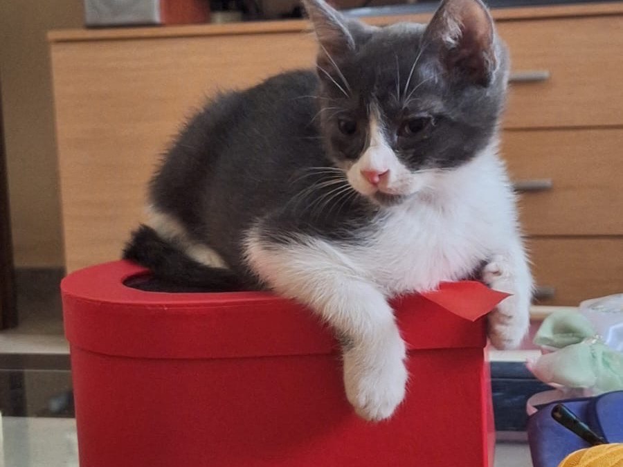 Adozione gatto, maschio, Razza sconosciuta Razza sconosciuta, 2 mesi, taglia non valida, Vibo