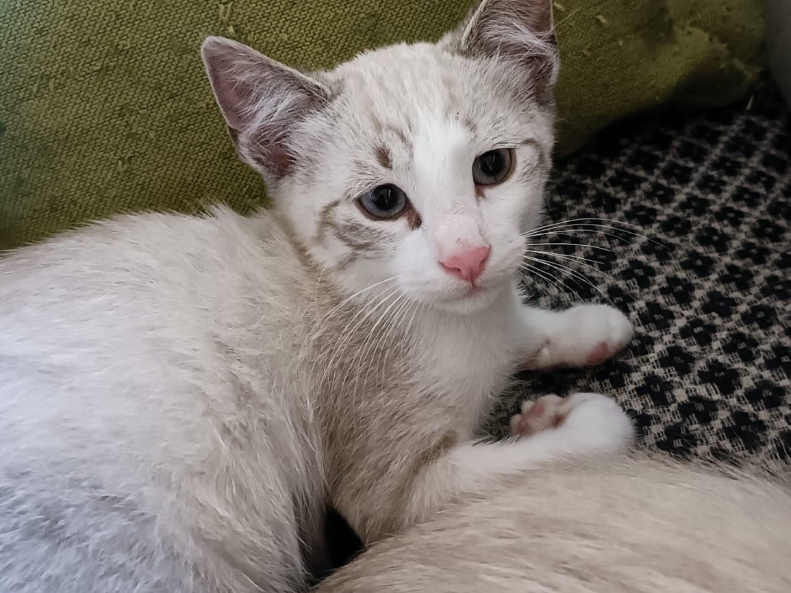 Adozione gatto, maschio, Razza sconosciuta Razza sconosciuta, 2 mesi, taglia non valida, Vibo
