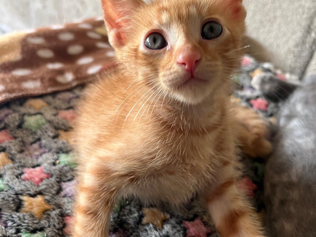 Adozione gatto, maschio, Razza sconosciuta Razza sconosciuta, 2 mesi, taglia non valida, Vibo