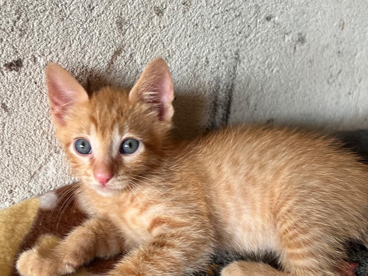Adotta un gatto, maschio, 2 mesi, Vibo