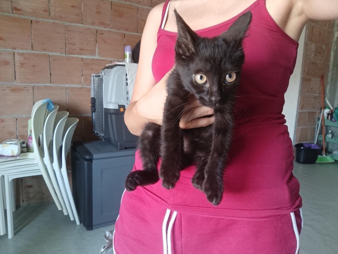 Adozione gatto, maschio, Razza sconosciuta Razza sconosciuta, 2 mesi, taglia non valida, Vibo