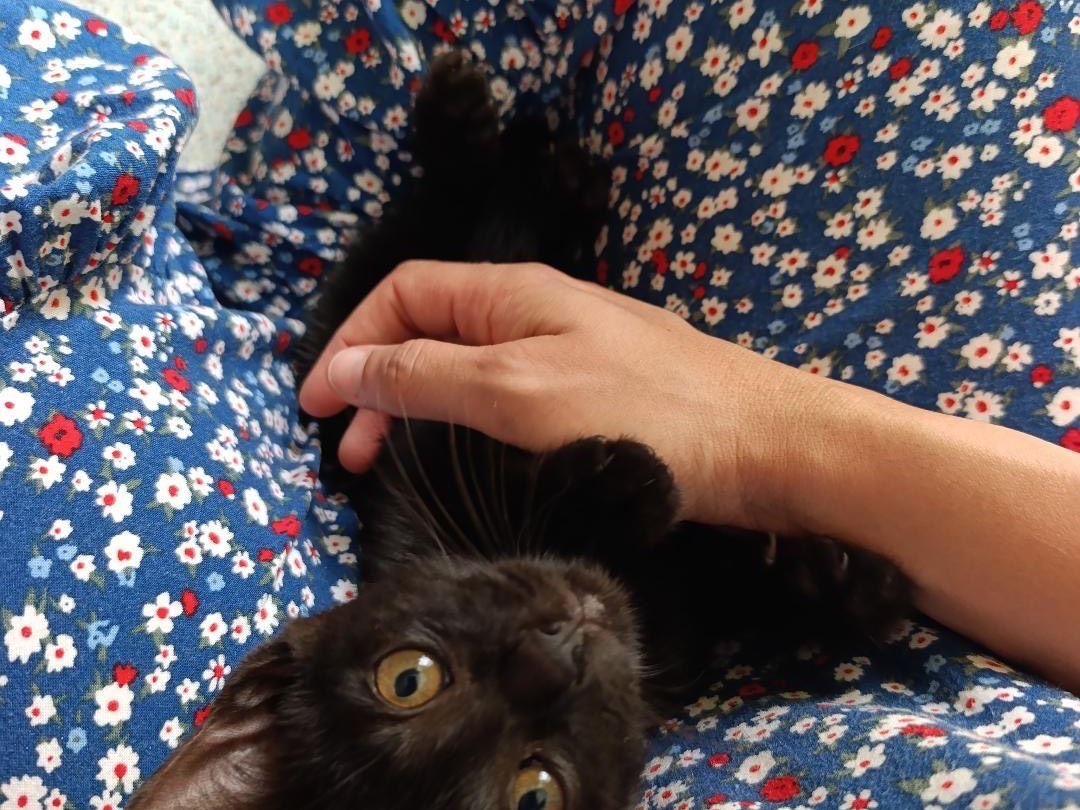 Adotta un gatto, taglia non valida, maschio, Vibo