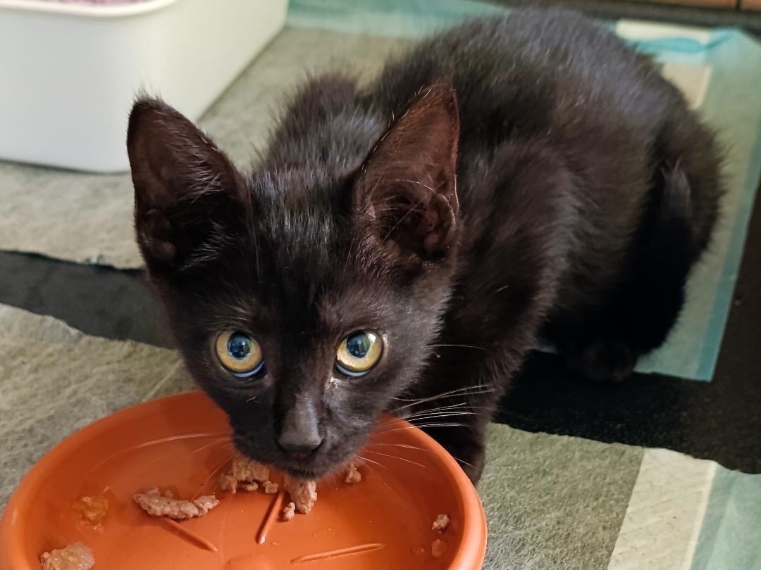 Vuoi adottare un gatto a Vibo?