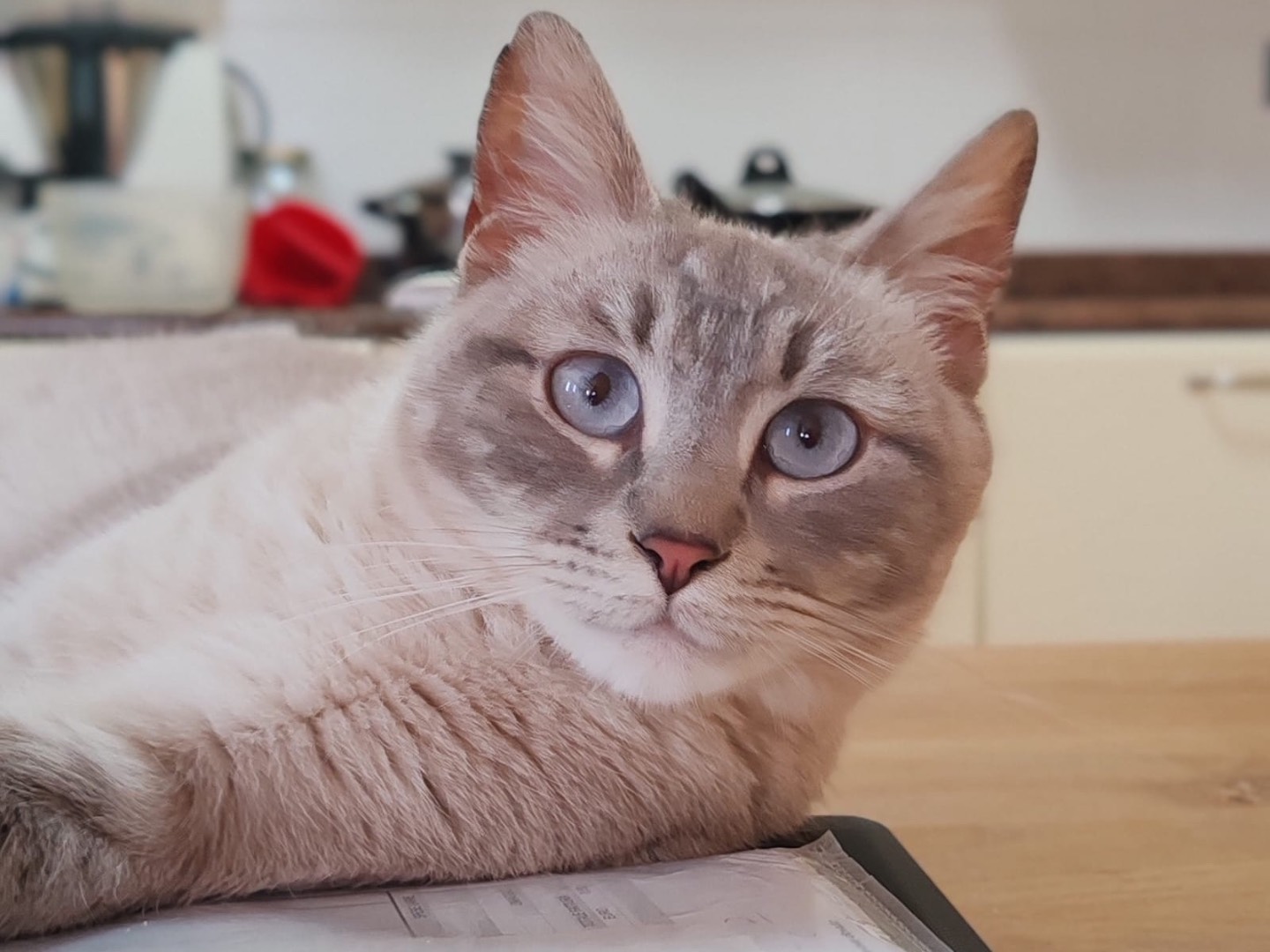 Adozione gatto, maschio, Siamese Razza sconosciuta, 11 mesi, taglia non valida, Trento