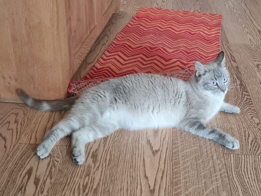 Adotta un gatto, maschio, 11 mesi, Trento