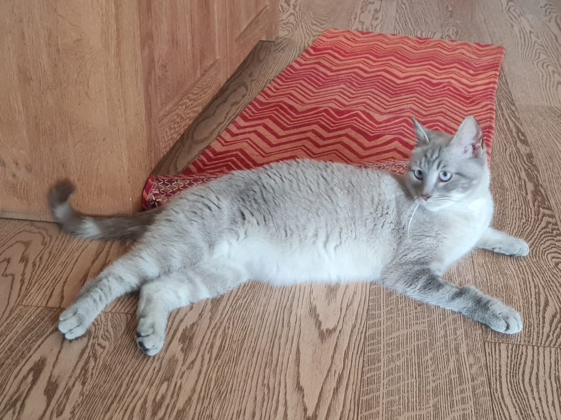 Adotta un gatto, taglia non valida, maschio, Trento