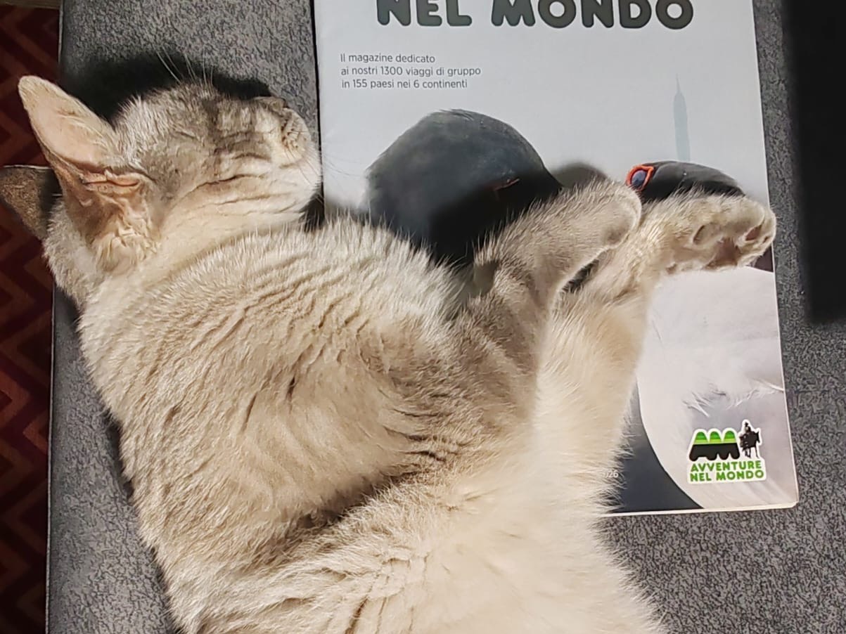 Vuoi adottare un gatto a Trento?