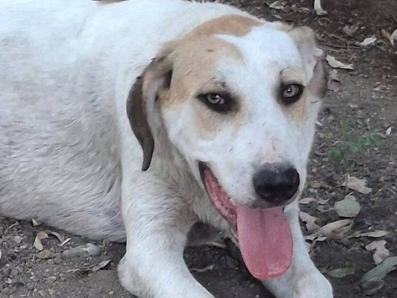 Adozione cane, maschio, Razza sconosciuta Razza sconosciuta, 5 mesi, taglia media, Crotone