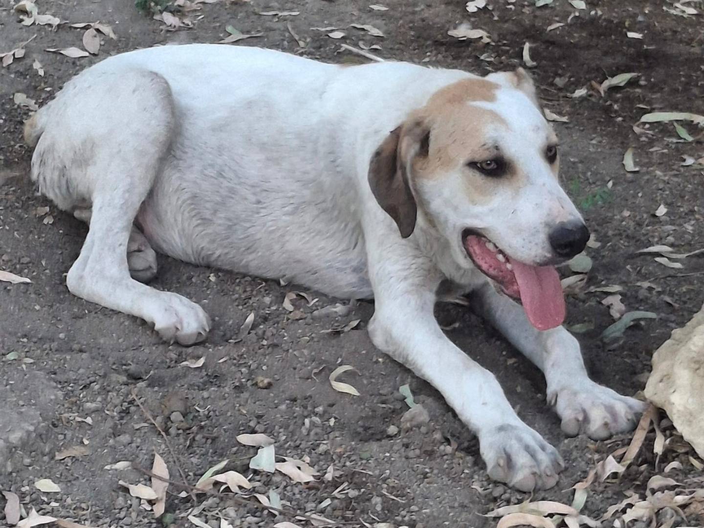 Adotta un cane, maschio, 5 mesi, Crotone
