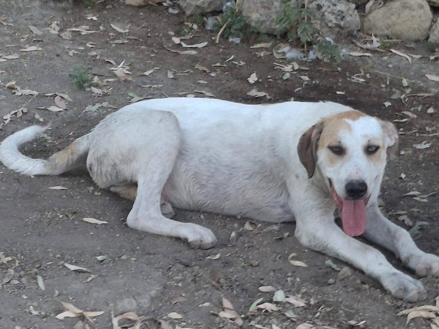Vuoi adottare un cane a Crotone?