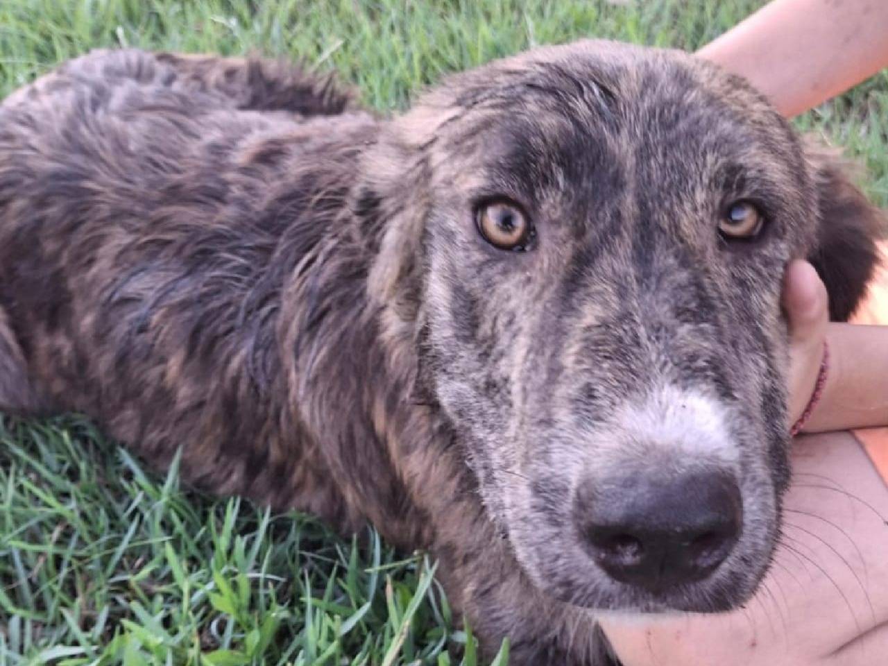 Adozione cane, femmina, Razza sconosciuta Razza sconosciuta, 5 mesi, taglia media, Crotone