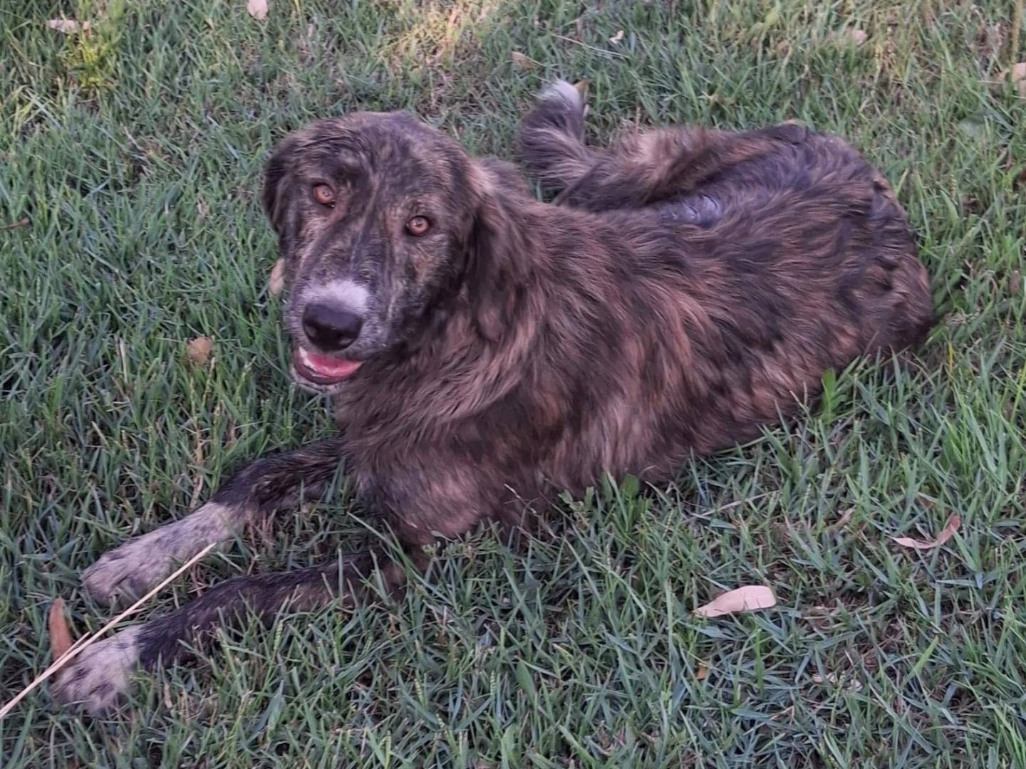 Adotta un cane, femmina, 5 mesi, Crotone