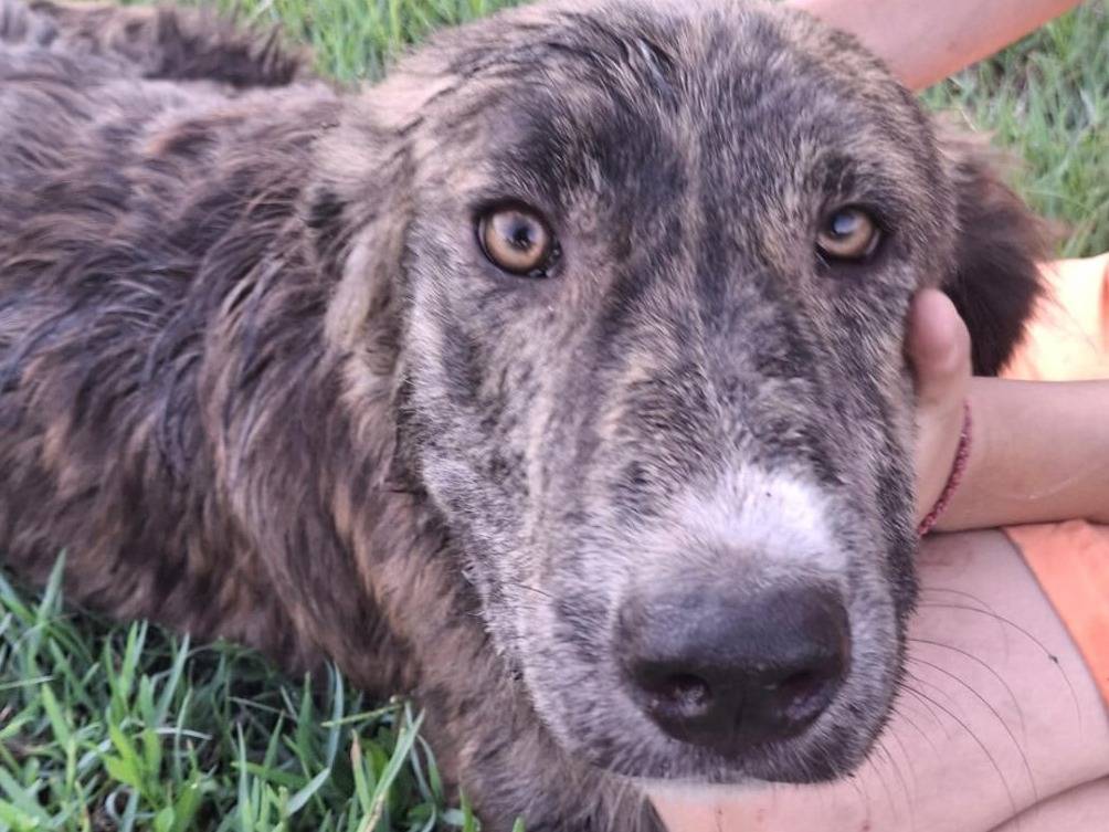 Adotta un cane, taglia media, femmina, Crotone