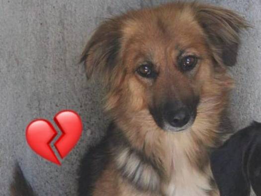 Adozione cane, femmina, Razza sconosciuta Razza sconosciuta, 4 anni e 1 mese, taglia media contenuta, Biella