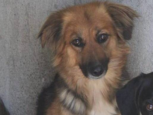 Adotta un cane, femmina, 4 anni e 1 mese, Biella