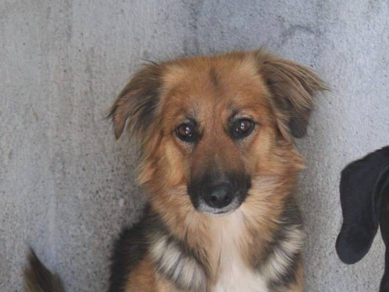 Adotta un cane, taglia media contenuta, femmina, Biella