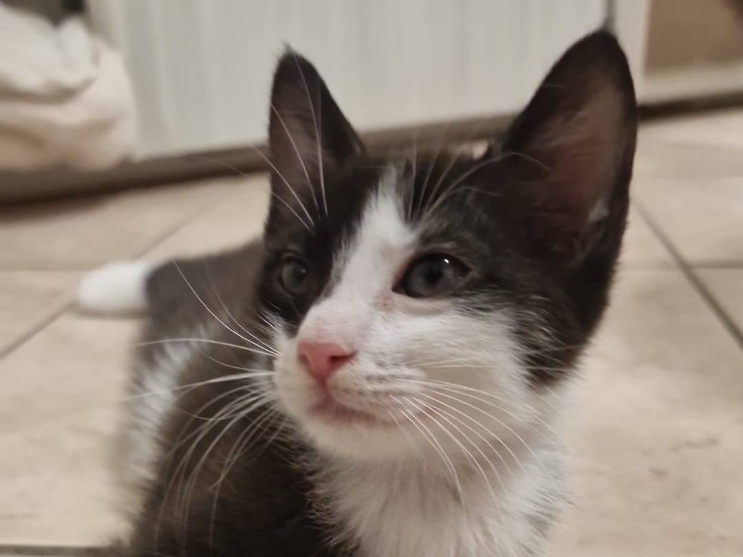 Adozione gatto, femmina, Razza sconosciuta Razza sconosciuta, 2 mesi, taglia non valida, Livorno