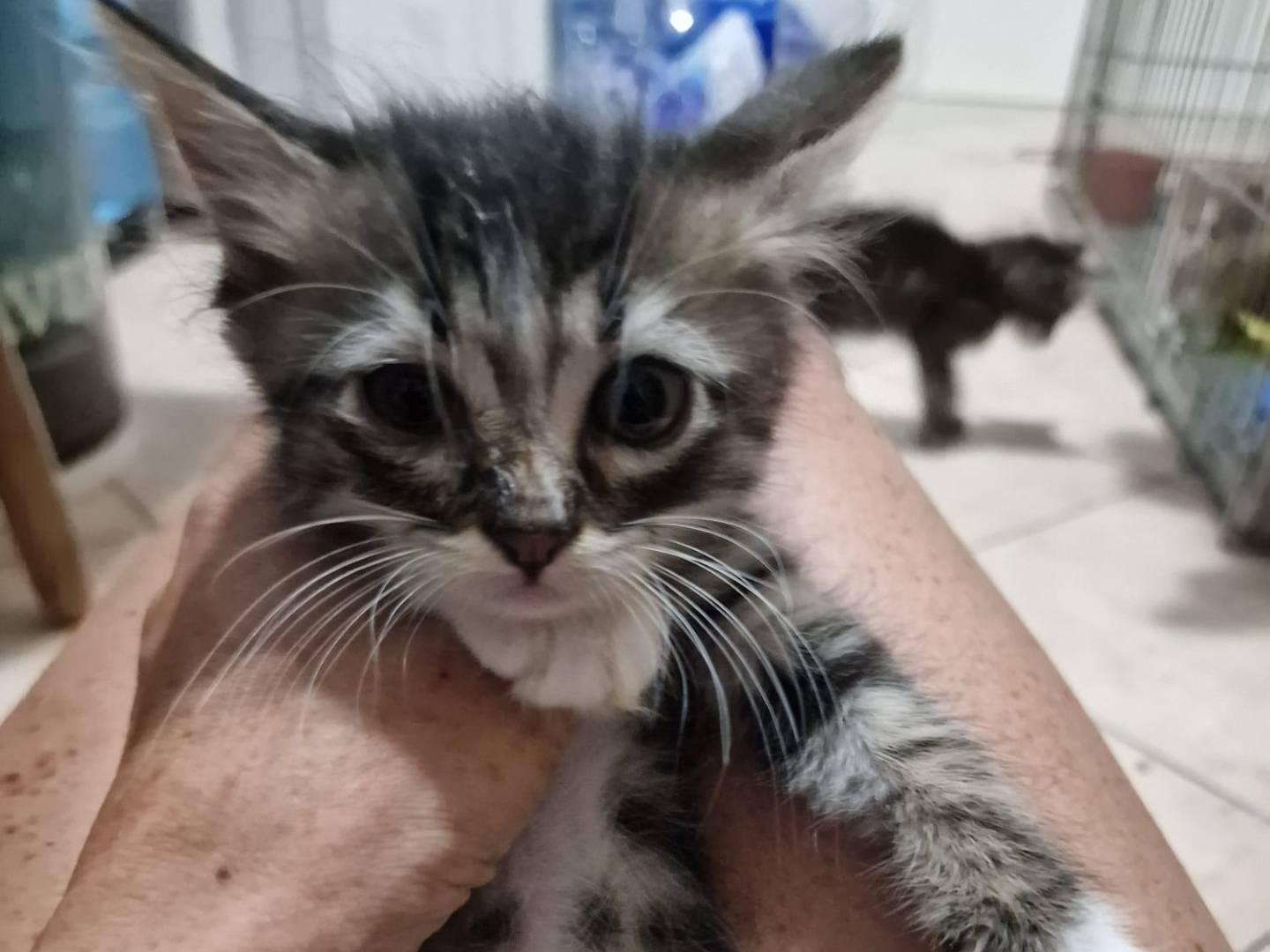 Adozione gatto, femmina, Razza sconosciuta Razza sconosciuta, 1 mese, taglia non valida, Livorno