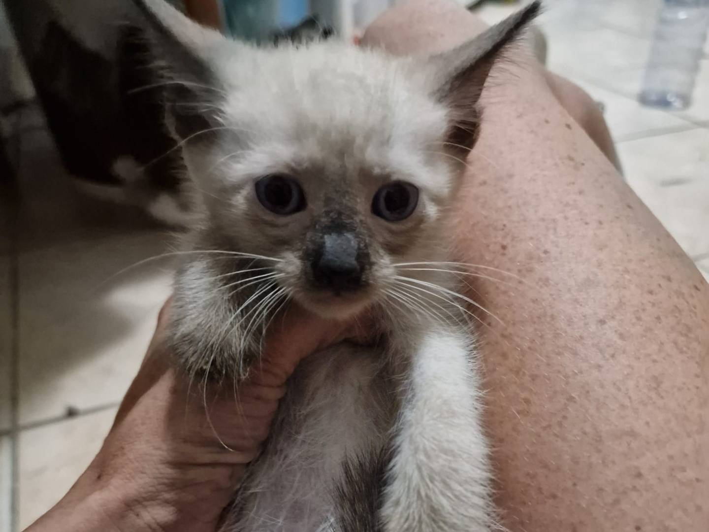 Adozione gatto, maschio, Razza sconosciuta Razza sconosciuta, 1 mese, taglia non valida, Livorno