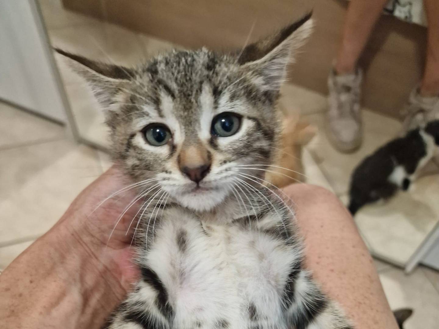 Adozione gatto, maschio, Razza sconosciuta Razza sconosciuta, 1 mese, taglia non valida, Livorno