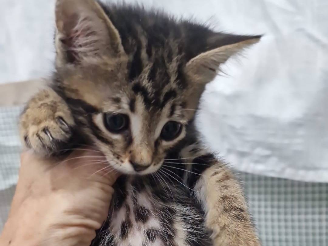 Adozione gatto, femmina, Razza sconosciuta Razza sconosciuta, 1 mese, taglia non valida, Livorno