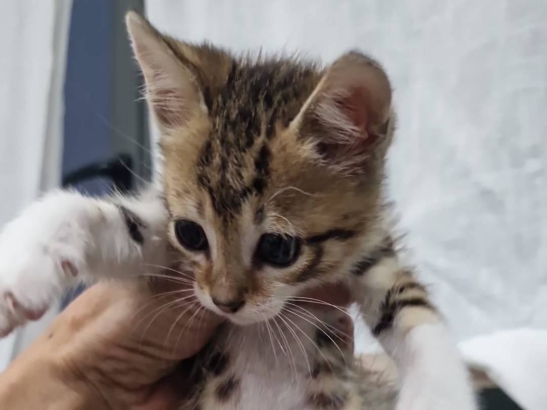 Adozione gatto, femmina, Razza sconosciuta Razza sconosciuta, 1 mese, taglia non valida, Livorno