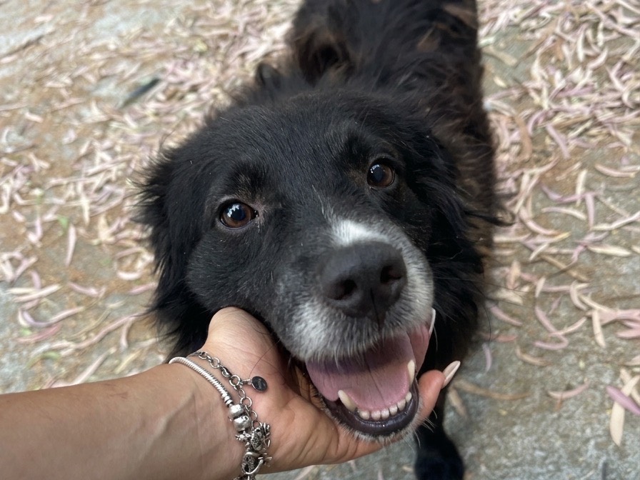 Adozione cane, maschio, Razza sconosciuta Razza sconosciuta, 5 anni e 5 mesi, taglia piccola, Chieti