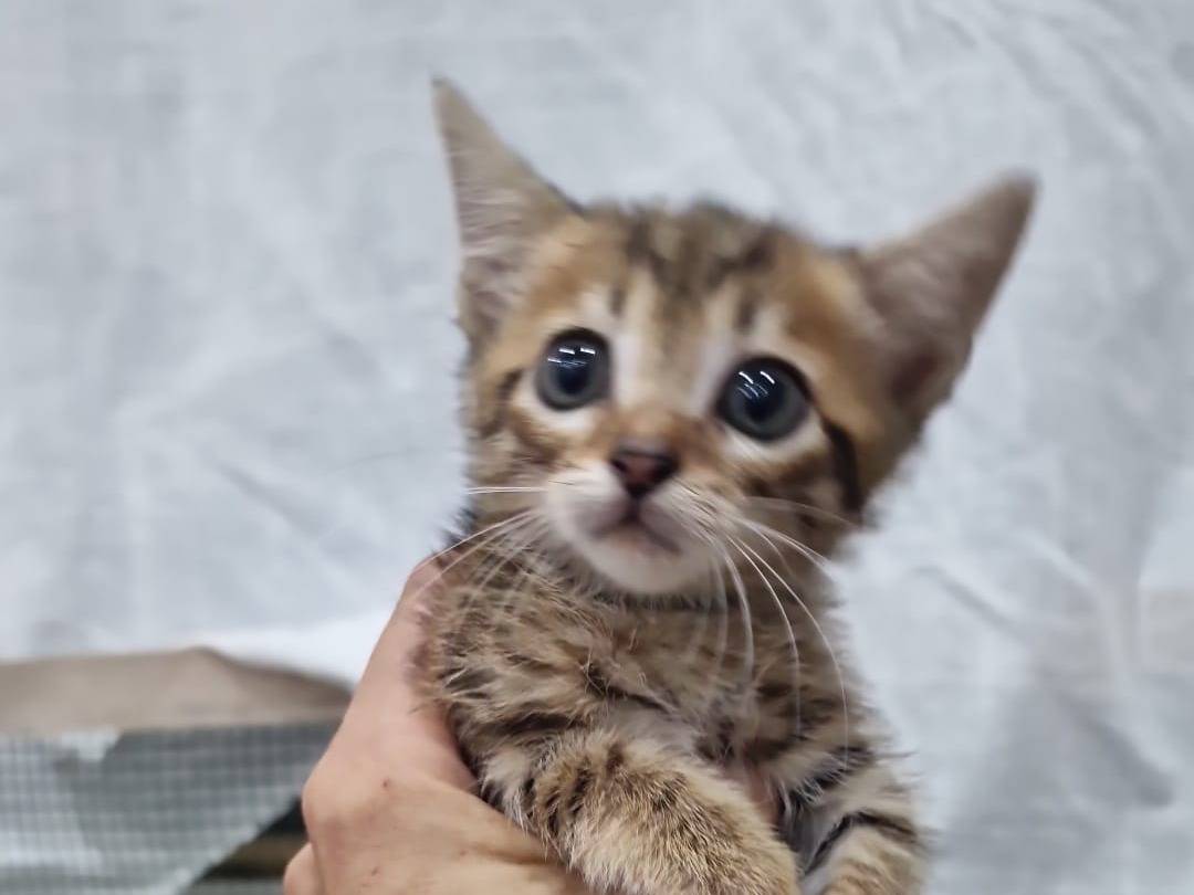 Adozione gatto, femmina, Razza sconosciuta Razza sconosciuta, 1 mese, taglia non valida, Livorno