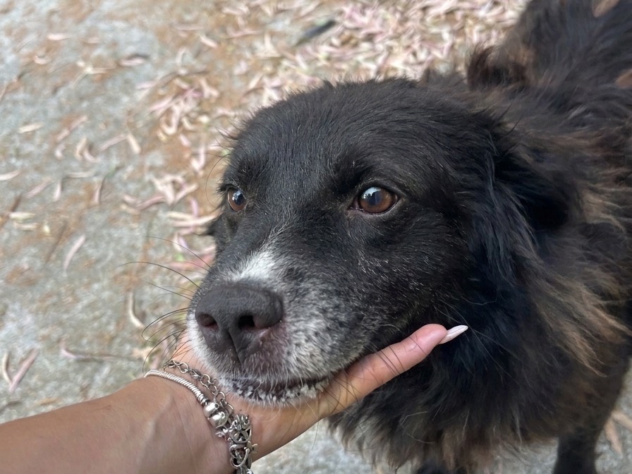 Adotta un cane, maschio, 5 anni e 5 mesi, Chieti