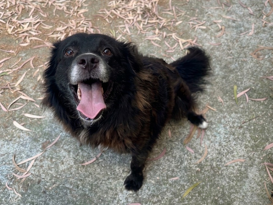 Adotta un cane, taglia piccola, maschio, Chieti