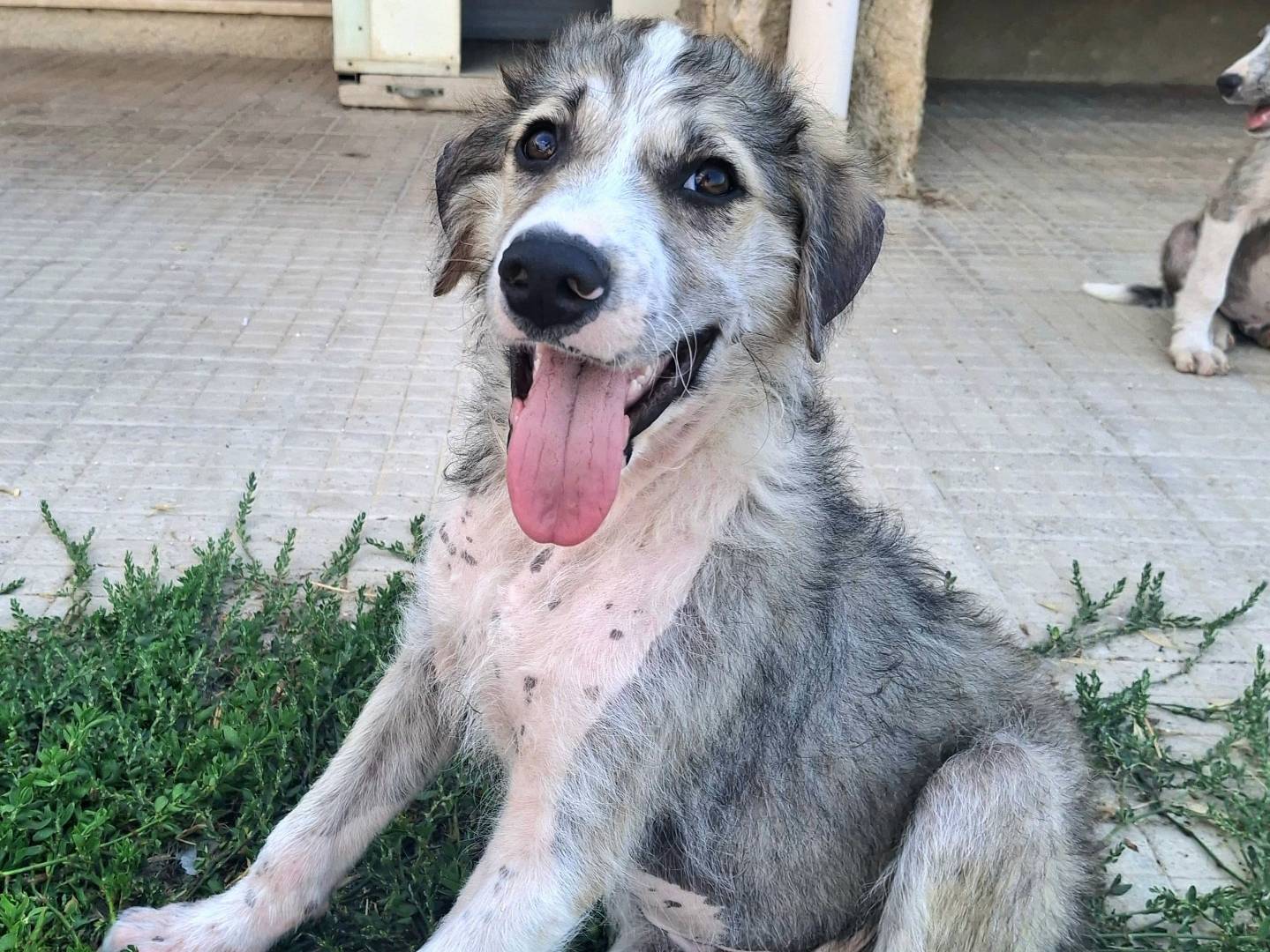 Adotta un cane, maschio, 2 mesi, Palermo
