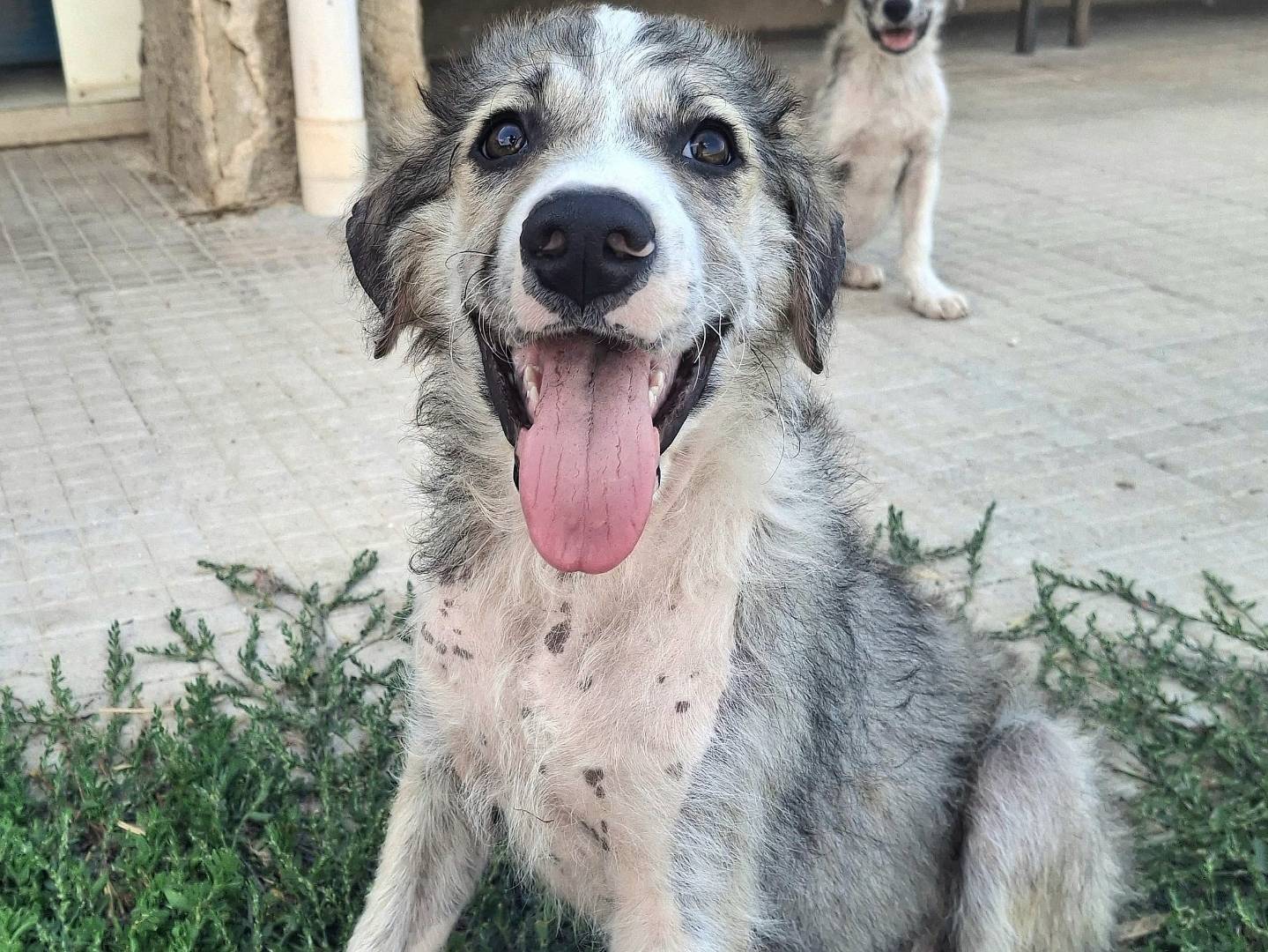 Adozione cane, maschio, Razza sconosciuta Razza sconosciuta, 2 mesi, taglia media, Palermo