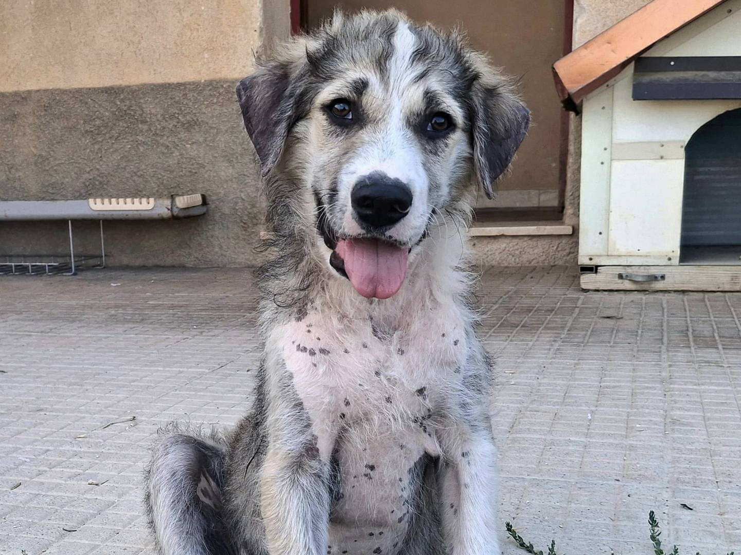 Adotta un cane, taglia media, maschio, Palermo