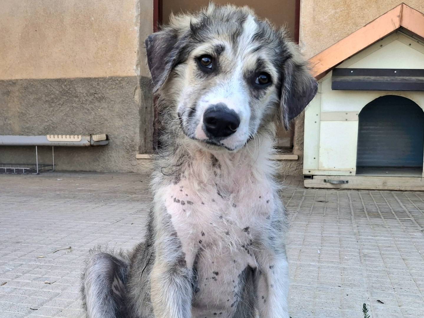 Vuoi adottare un cane a Palermo?