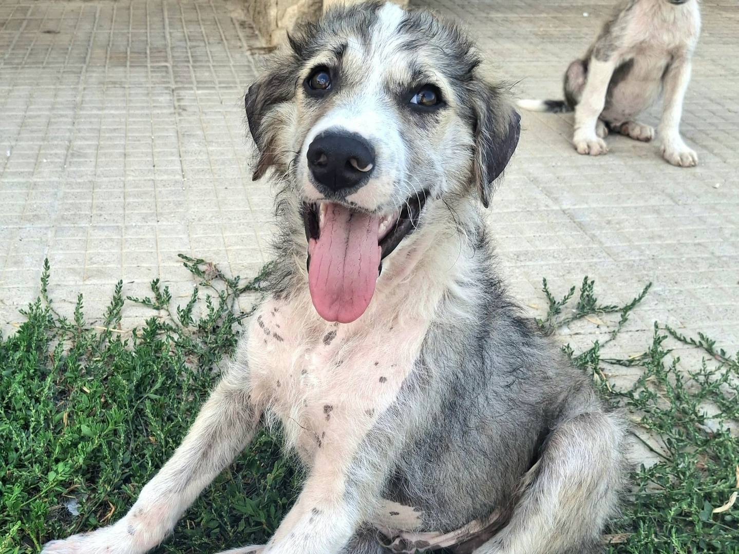 Adotta il cane Gray a Palermo