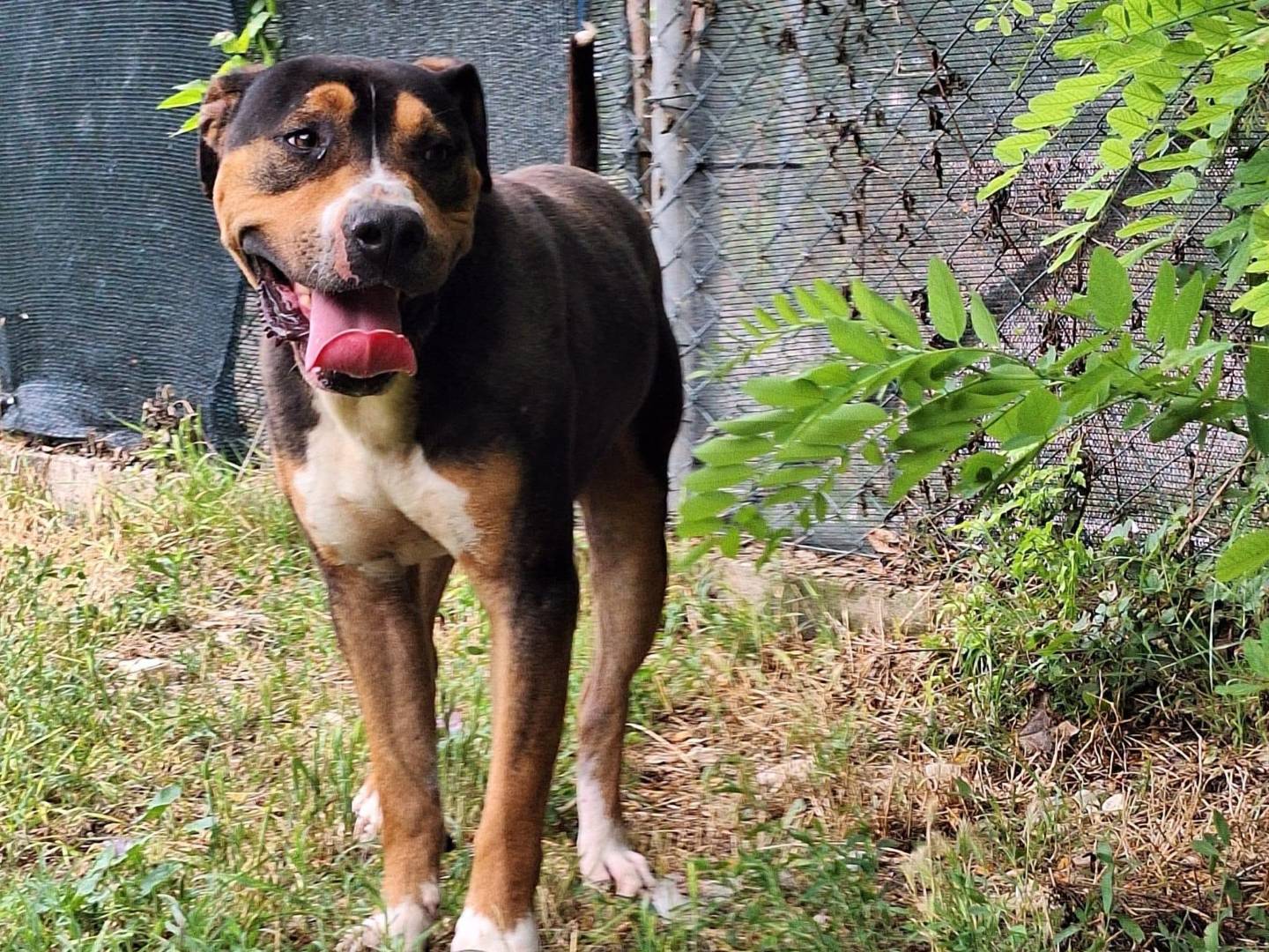 Adotta un cane, maschio, 3 anni e 5 mesi, Terni