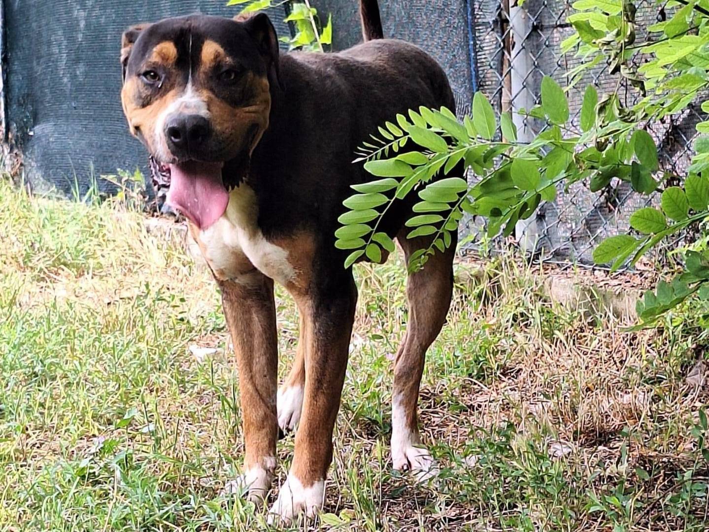 Adotta un cane, taglia media, maschio, Terni