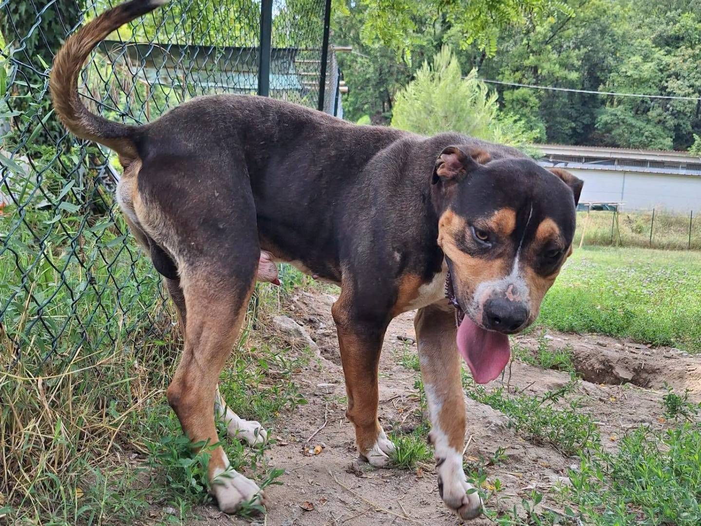 Vuoi adottare un cane a Terni?