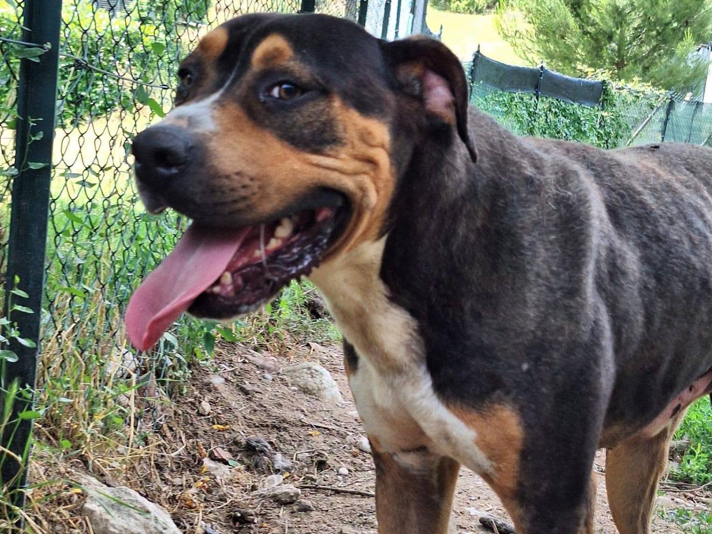 Adotta il cane Baloo a Terni