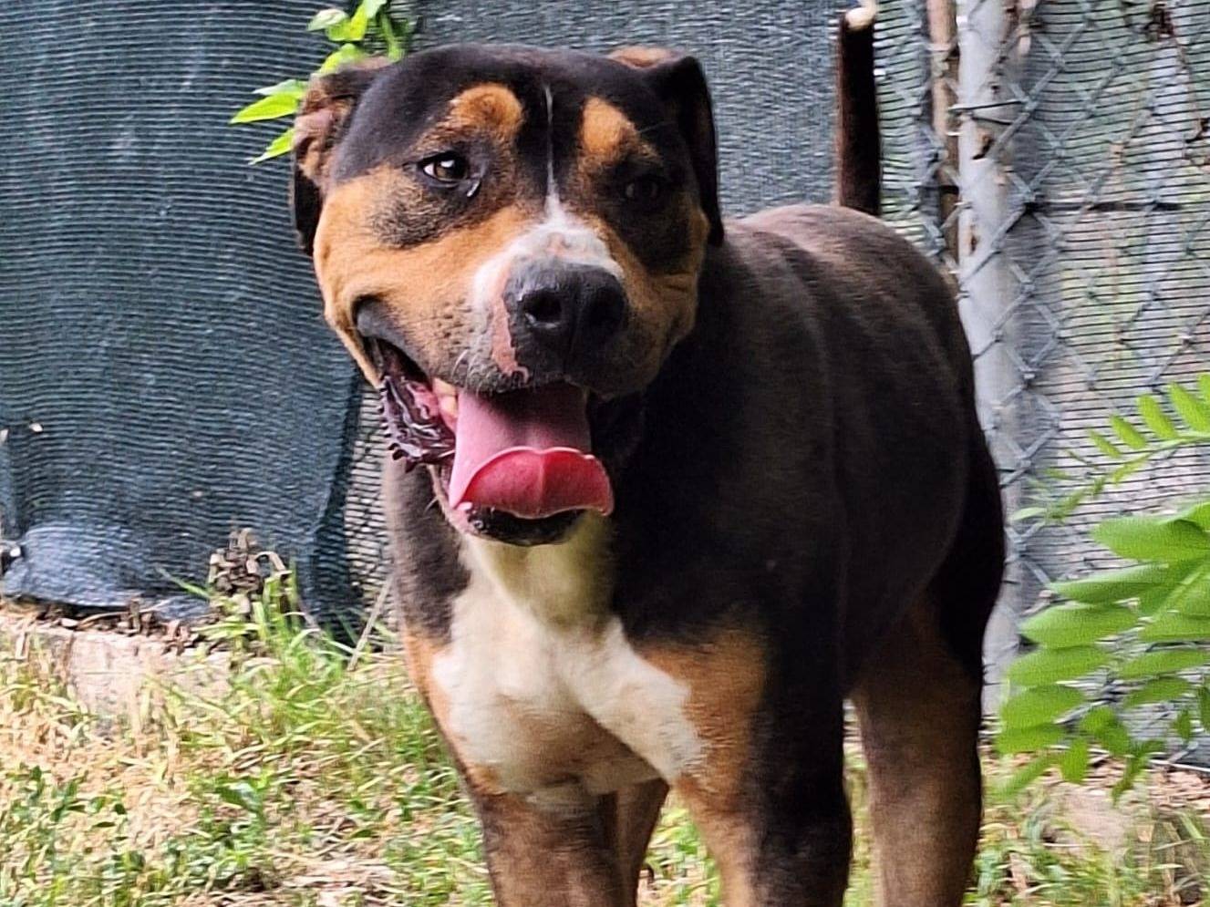Adozione cane, maschio, American Staffordshire Terrier Razza sconosciuta, 3 anni e 5 mesi, taglia media, Terni