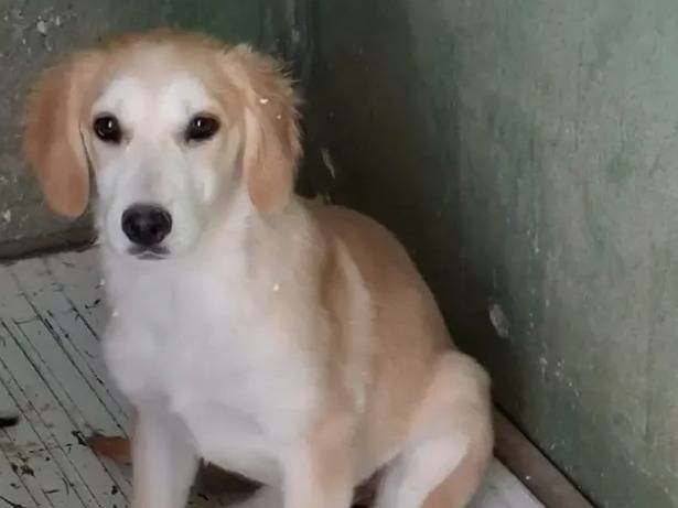 Adozione cane, maschio, Razza sconosciuta Razza sconosciuta, 3 mesi, taglia media, Caserta