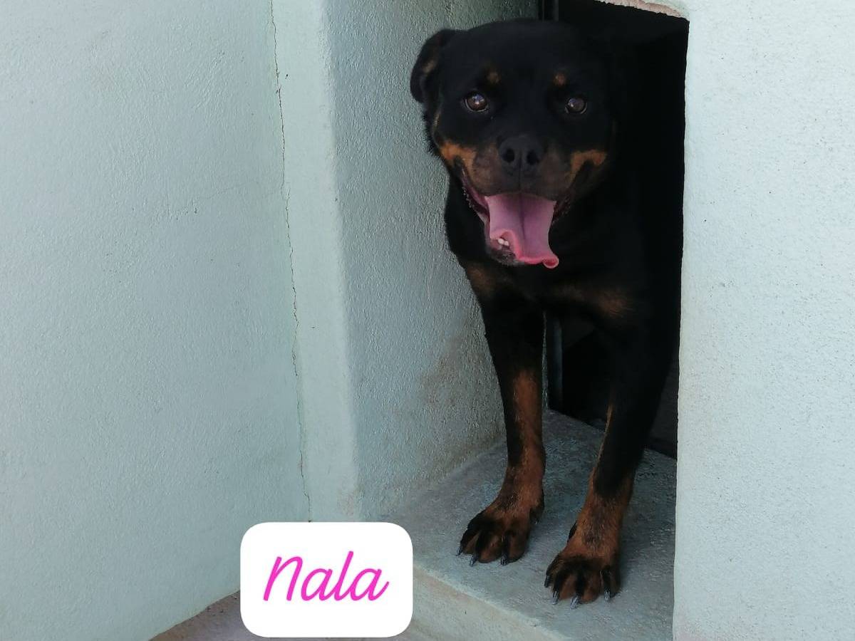 Adozione cane, femmina, Razza sconosciuta Rottweiler, 4 anni, taglia media, Avellino