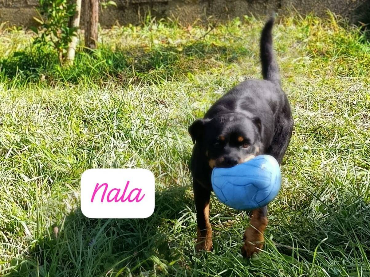 Adotta un cane, femmina, 4 anni, Avellino